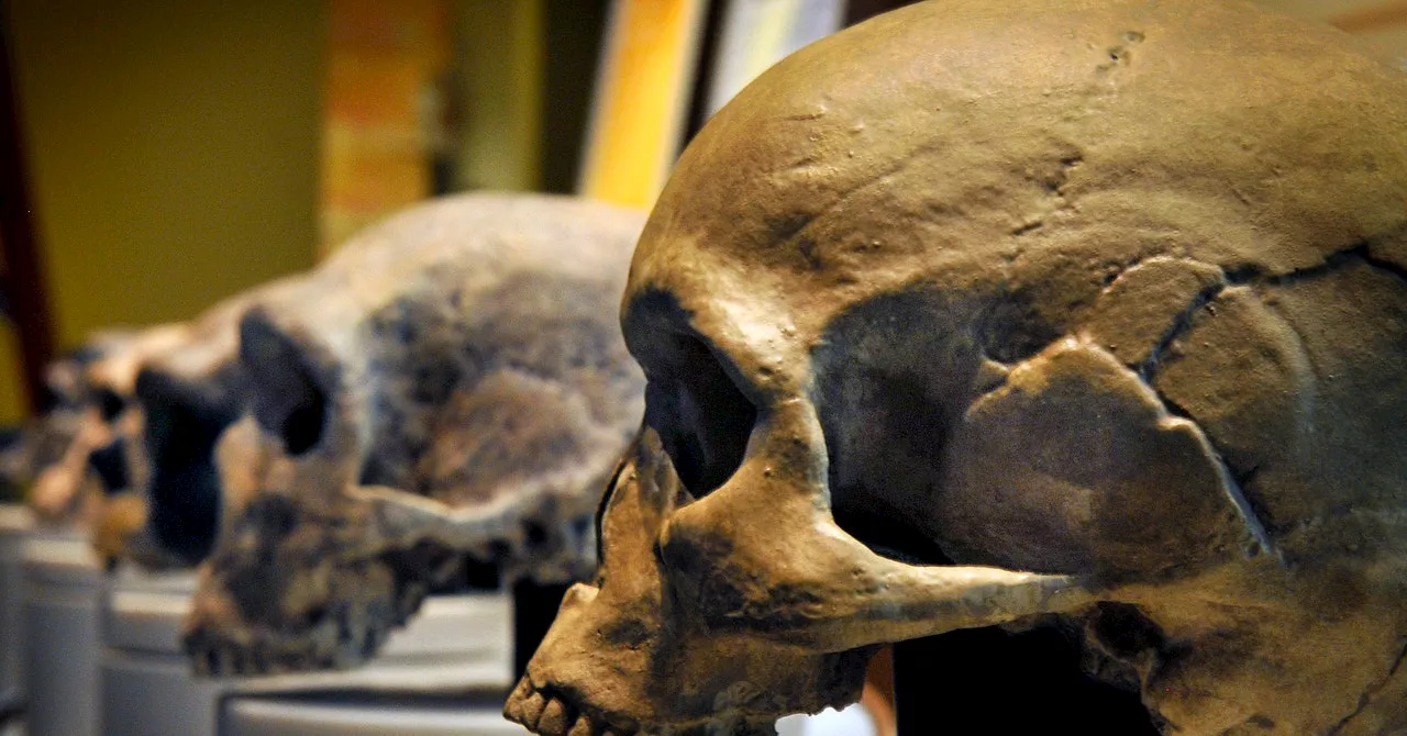 The Whole Story of How Humans Evolved From Great Apes