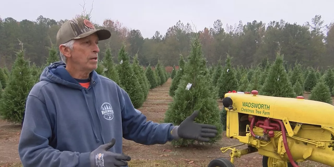 Getting a live Christmas tree this year? Local tree farm owner has tips