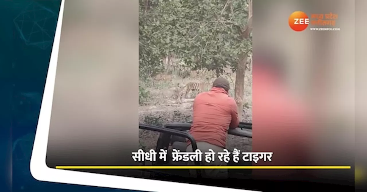 संजय रिजर्व में फ्रेंडली हो रहे टाइगर; टूरिस्ट के सामने आया परिवार, Video हुआ वायरल