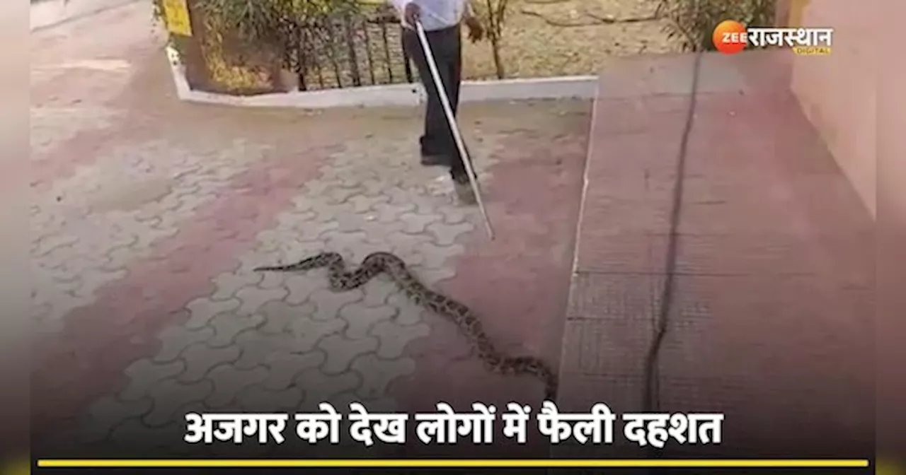 Python Viral Video: खेत में निकला विशालकाय अजगर, देख लोगों के खड़े हुए रोंगटे, Watch Video