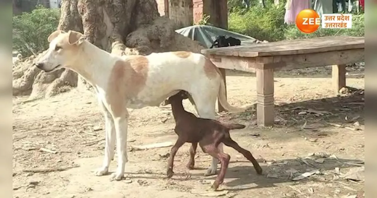 Video: बकरी के बच्चे को दूध पिलाती कुतिया, लाखों लोगों ने देखा ये वीडियो