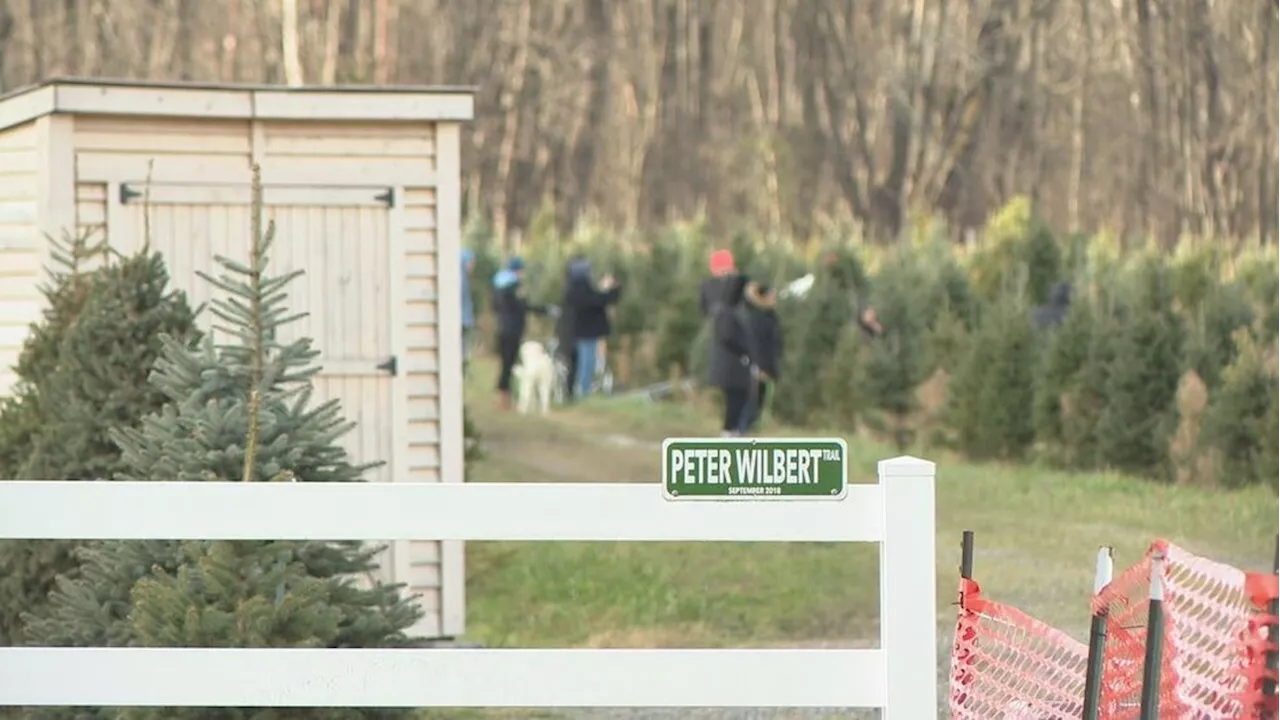 Decades of tradition: Families hunt for perfect tree at Wilbert's Christmas Tree Farm