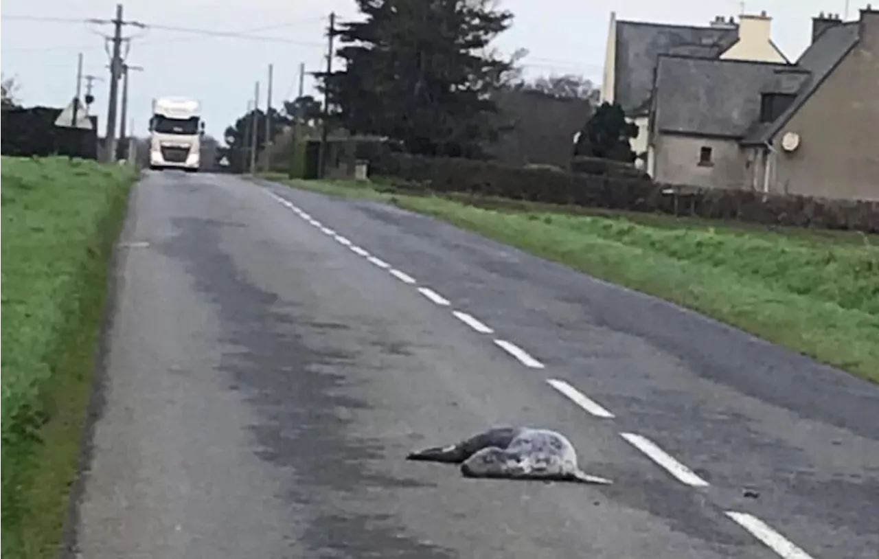 Attention Phoque Route de Loguivy: Un Mystère à Découvrir