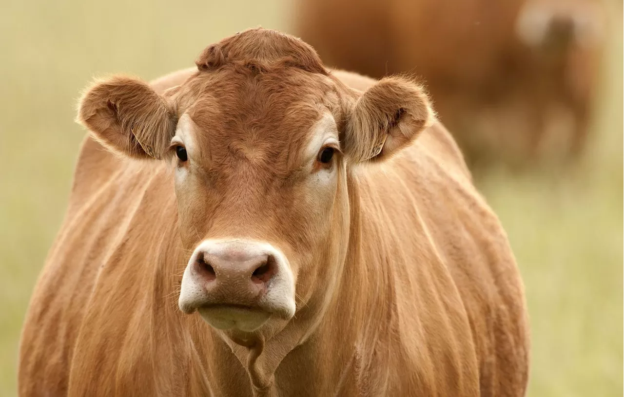 Salon de l’agriculture 2025 : Oupette, une belle vache de race Limousine, en sera l’égérie