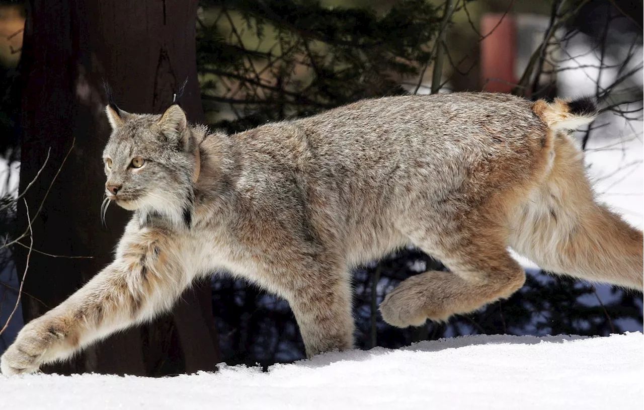 Suisse : Un chasseur professionnel croit tuer des loups et abat trois lynx