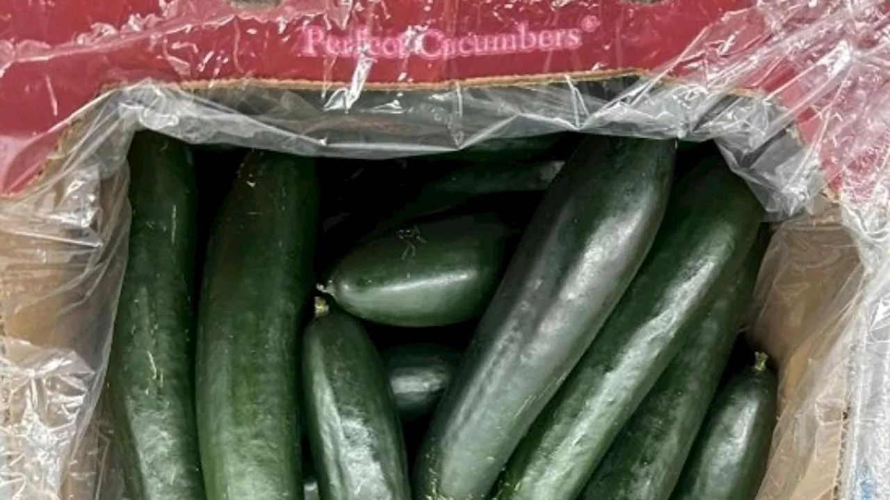 SunFed Produce Recalls Cucumbers Due to Salmonella Concerns