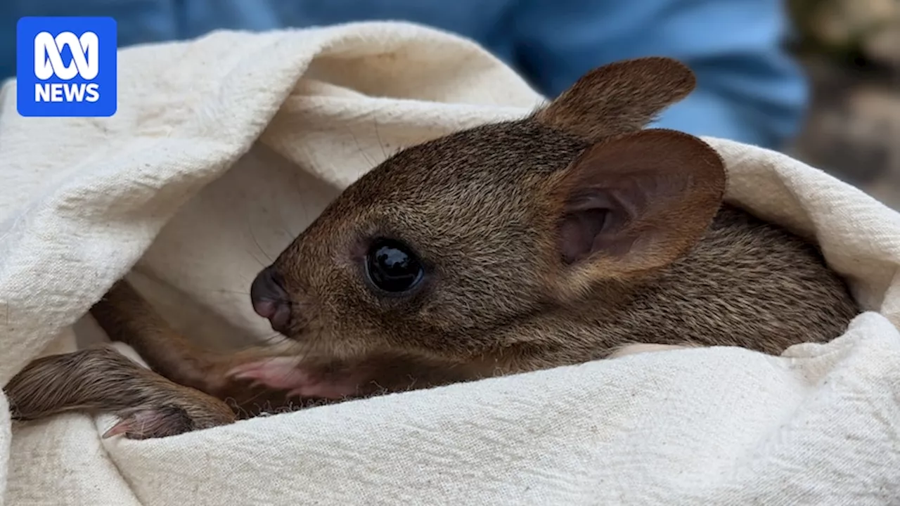 Brush-tailed bettongs are the ecosystem engineers helping South Australia's Yorke Peninsula