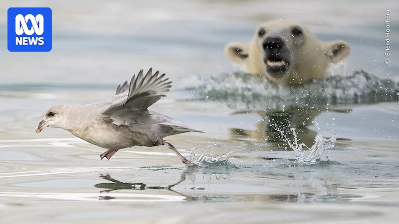 Public Invited to Vote in Wildlife Photographer of the Year People's Choice Award