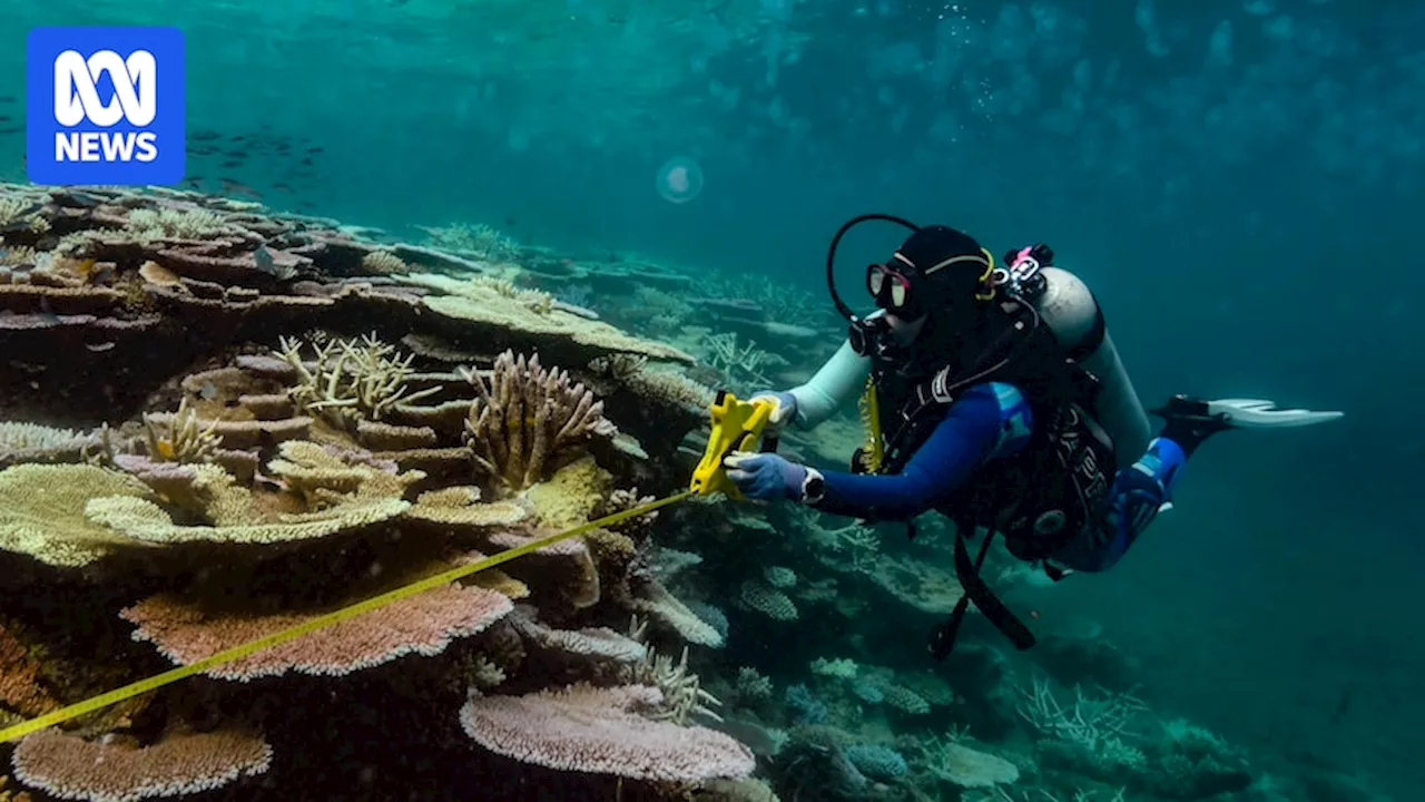 Two cooler sections of the Great Barrier Reef could survive high global temperatures: study