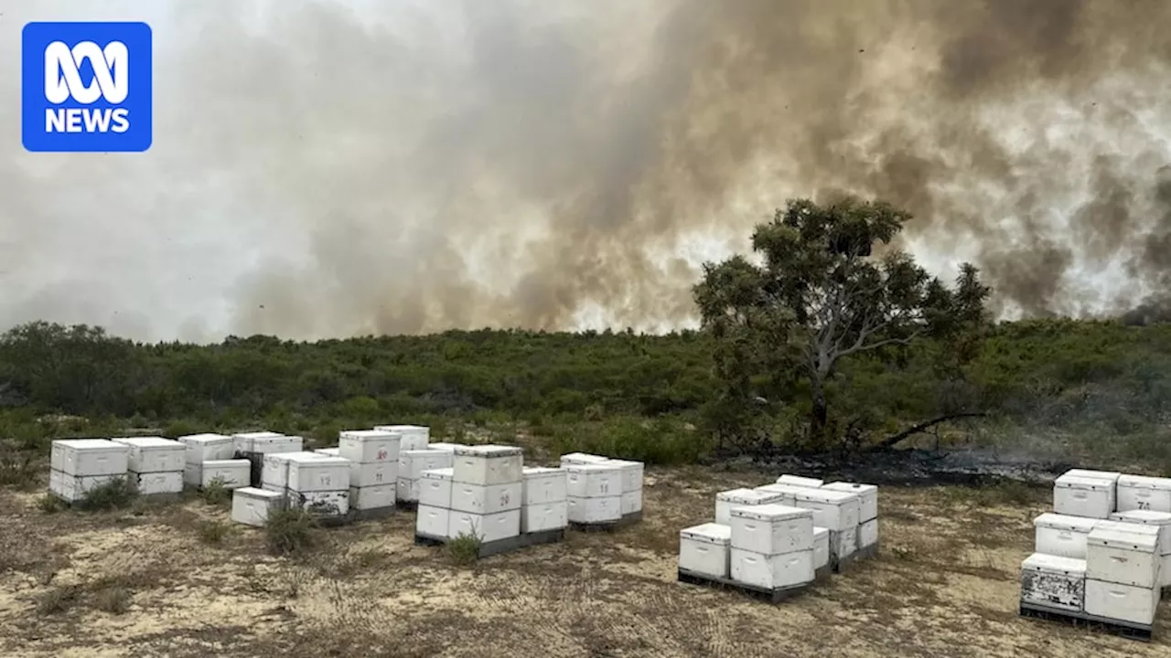 Western Australia Apiarists Face Devastating Loss Due to Bushfires