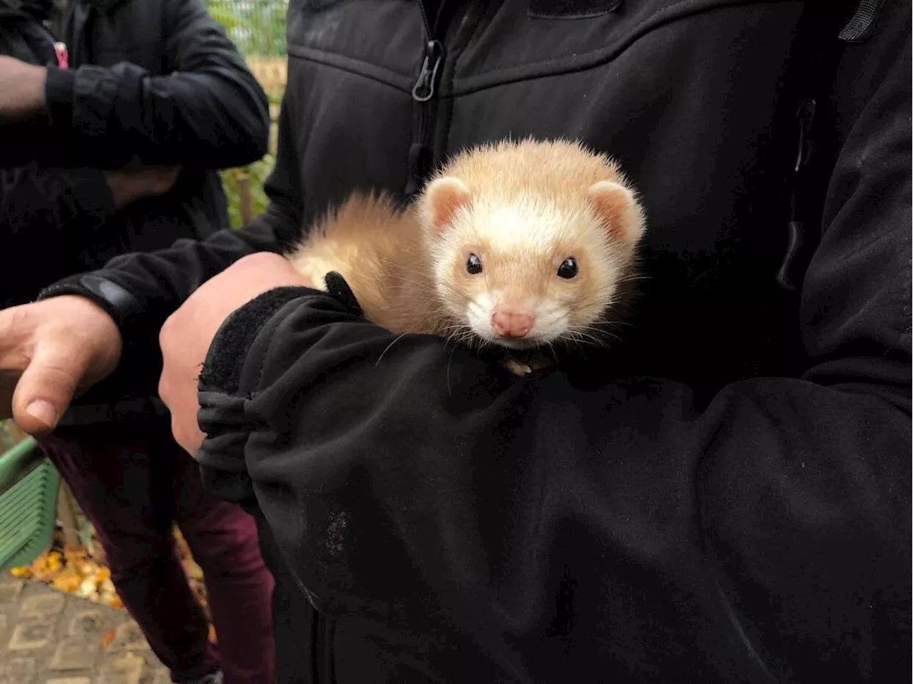 Des furets vont bientôt courir après les rats dans cette ville de Seine-Saint-Denis