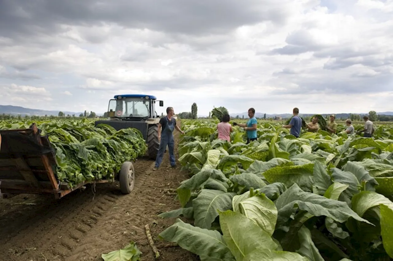 Progetto per rendere più sostenibile filiera tabacco Kentucky