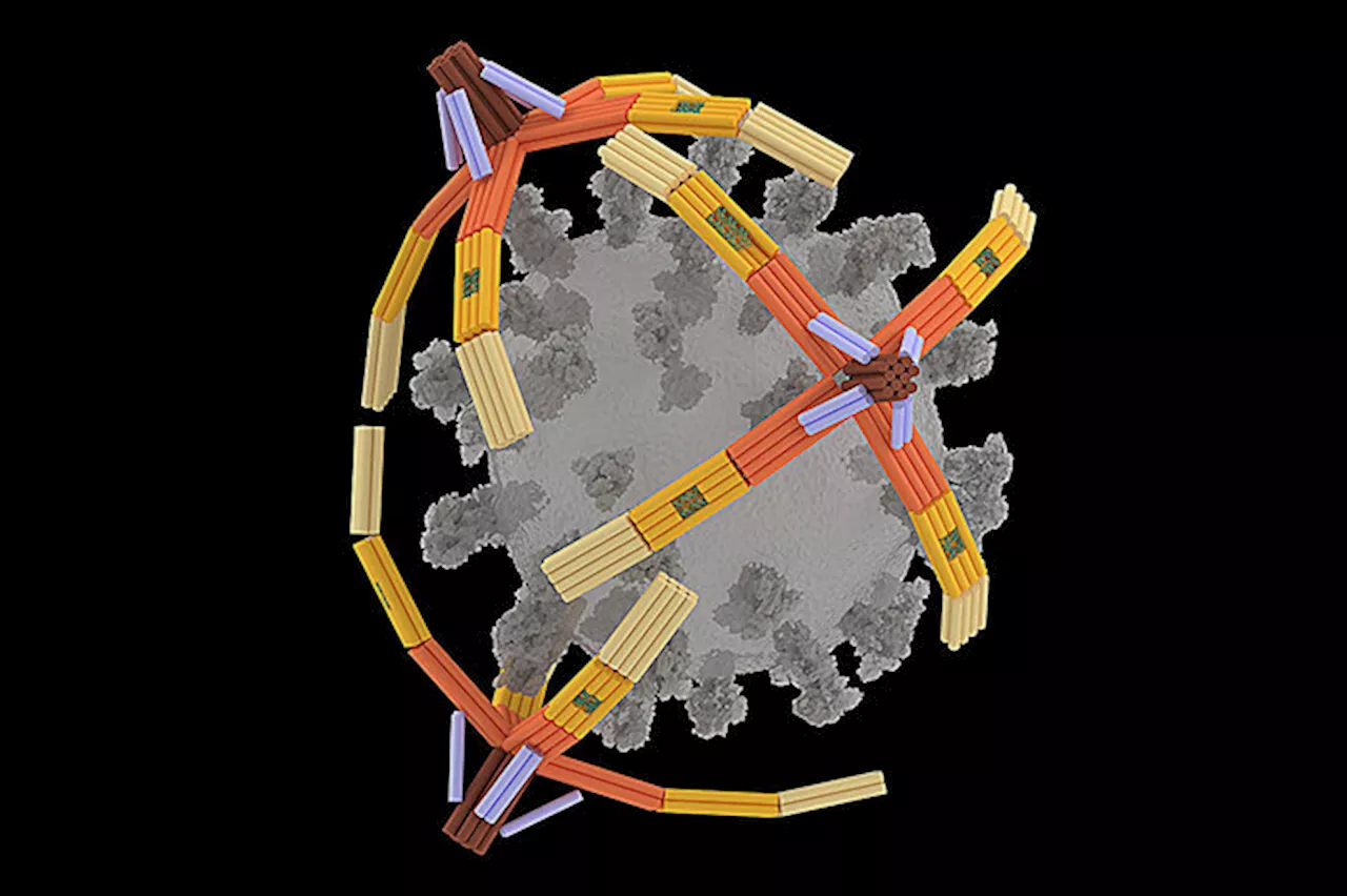 Pronti i nanorobot di Dna che proteggono le cellule contro i virus