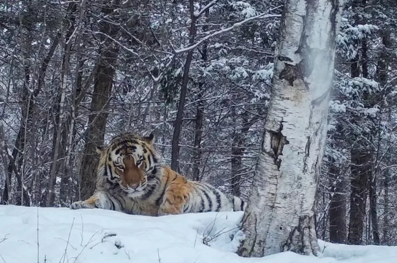 Приморский водитель сбил амурского тигра в окрестностях Фокино