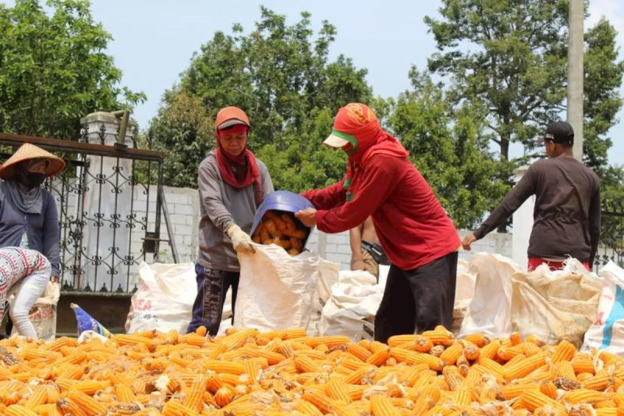 BRIN bersama perguruan tinggi kembangkan benih jagung unggul hibrida