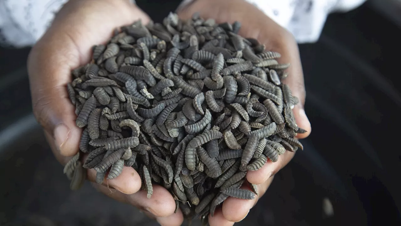 Maggot farming in Zimbabwe: How the black soldier fly is helping farmers survive climate change