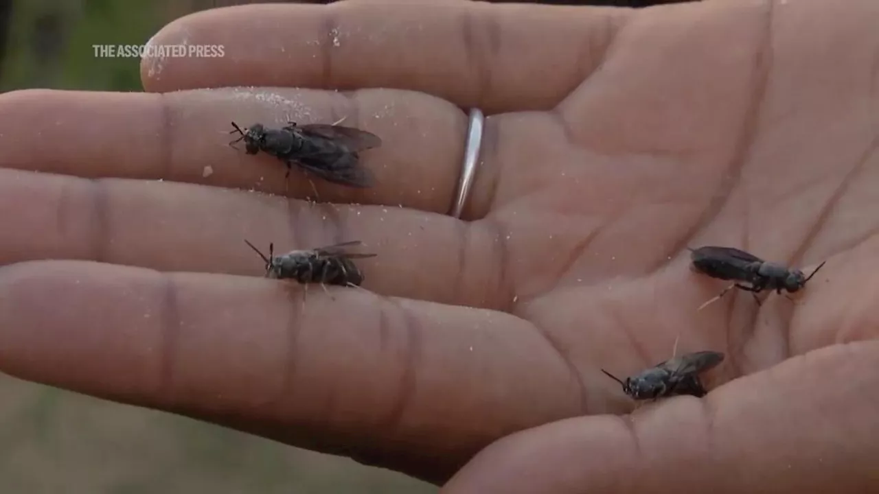 Zimbabwe Farmers Harness Maggots for Protein-Rich Chicken Feed