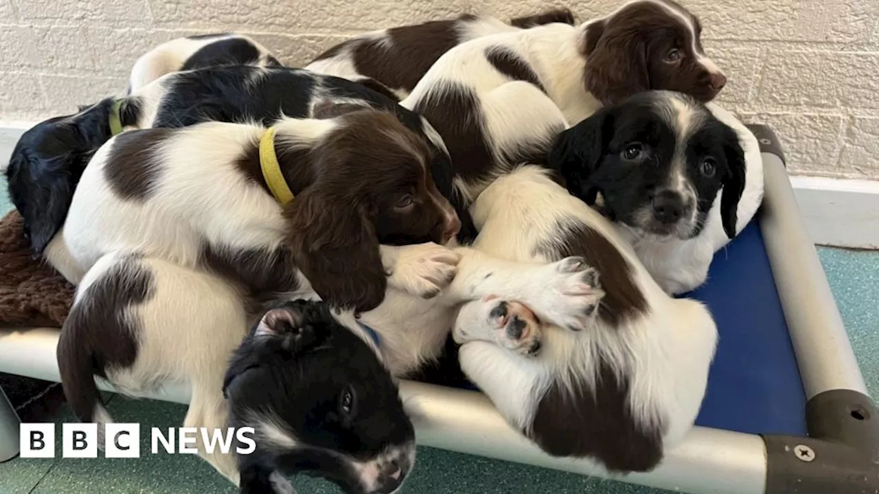 Surrey Police looking for puppy minders