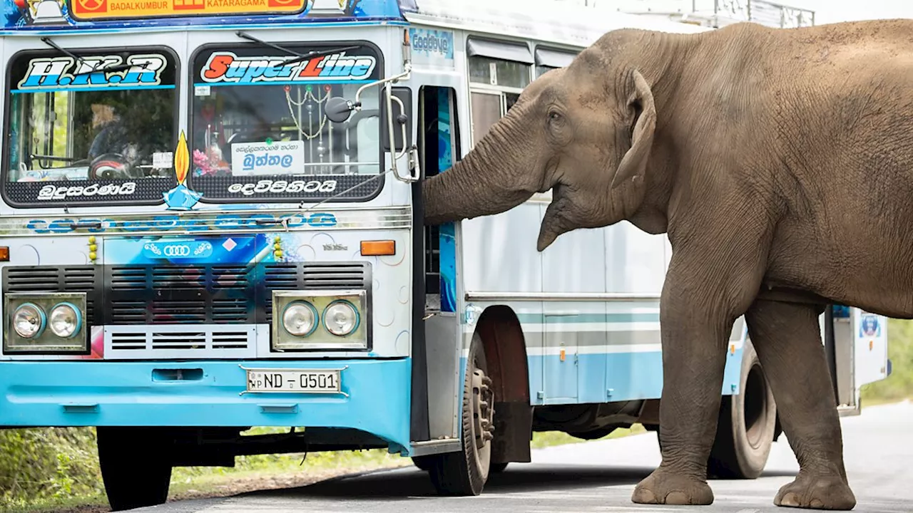 Elephants in Sri Lanka