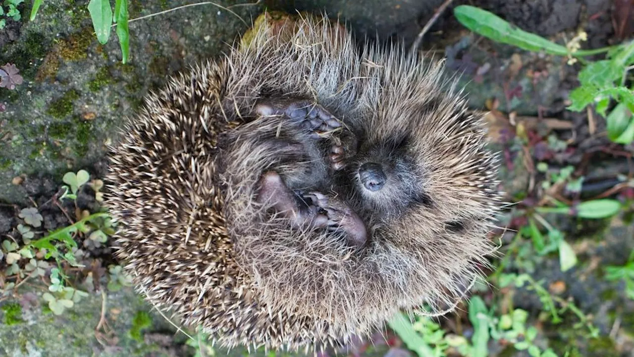  Hedgehogs: 12 things that may surprise you about Britain’s favourite mammal