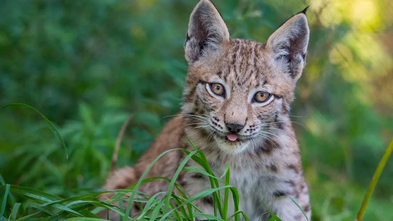 'C'est du délire': un chasseur abat trois lynx, croyant tuer des loups