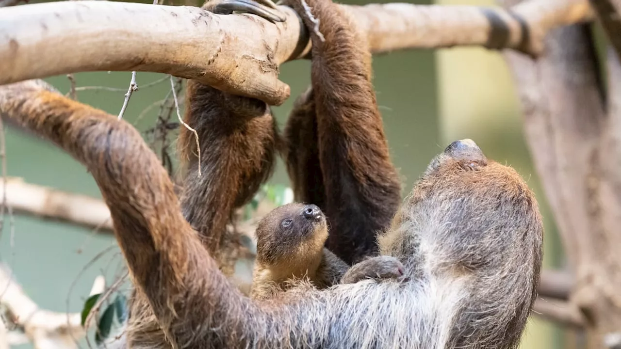 Neues Faultier-Baby bricht im Zoo neues Leben an