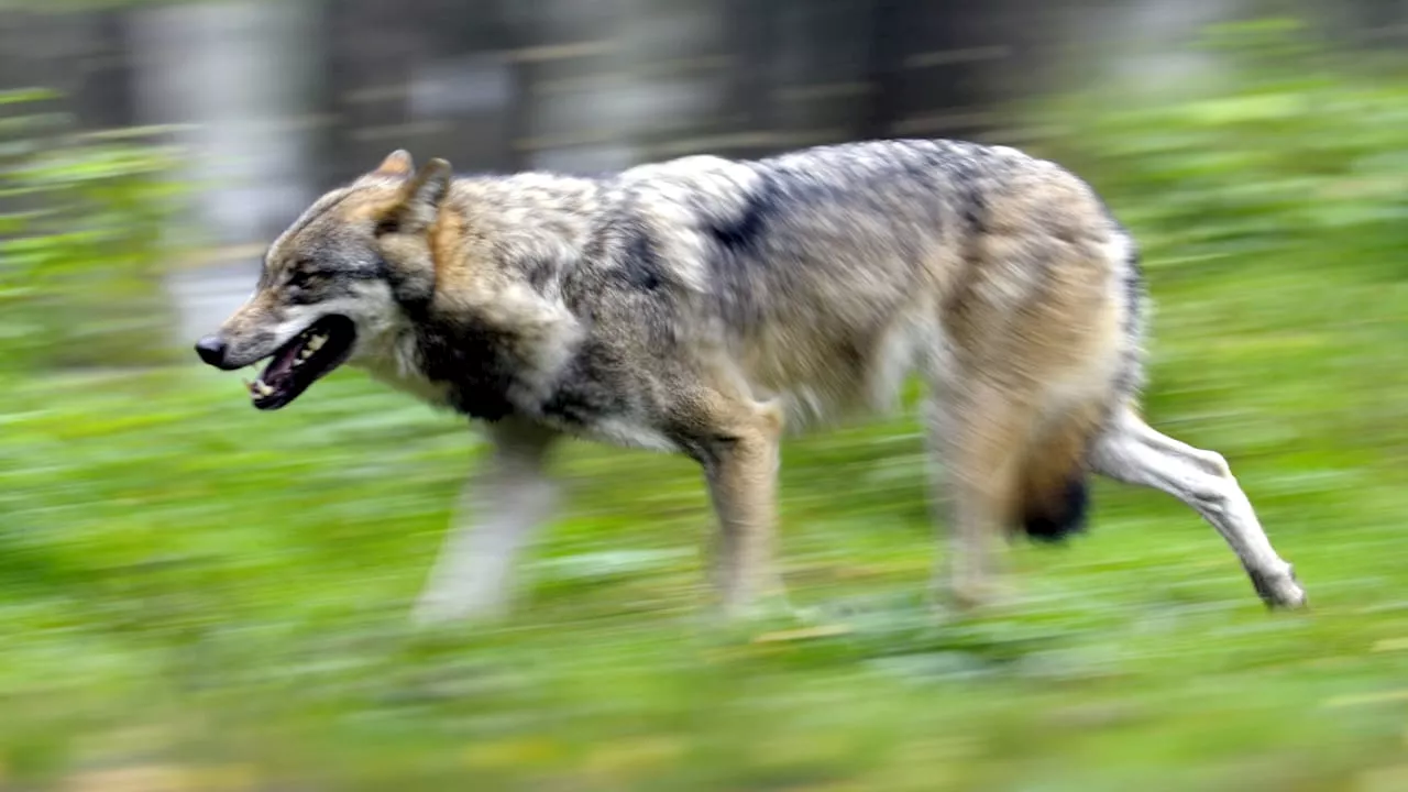 Zwei Sichtungen von Wölfen im Landkreis Berchtesgadener Land