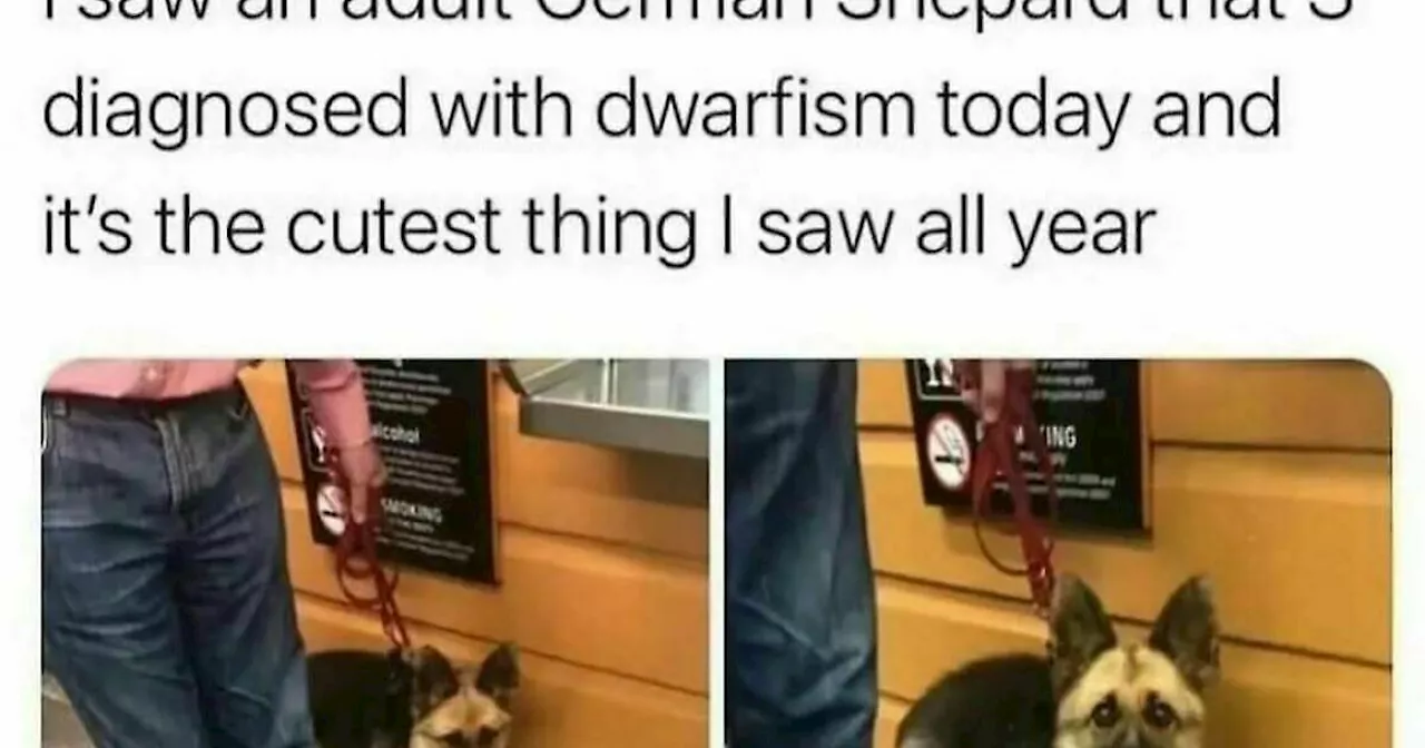 96 Dog Memes That Are Adorable And Funny At The Same Time