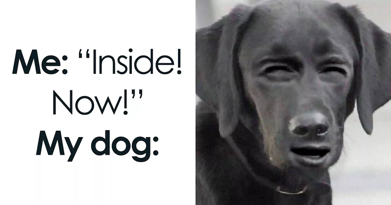 96 Hilariously Adorable Dog Memes That May Make You Wish You Could Tag Your Dog In