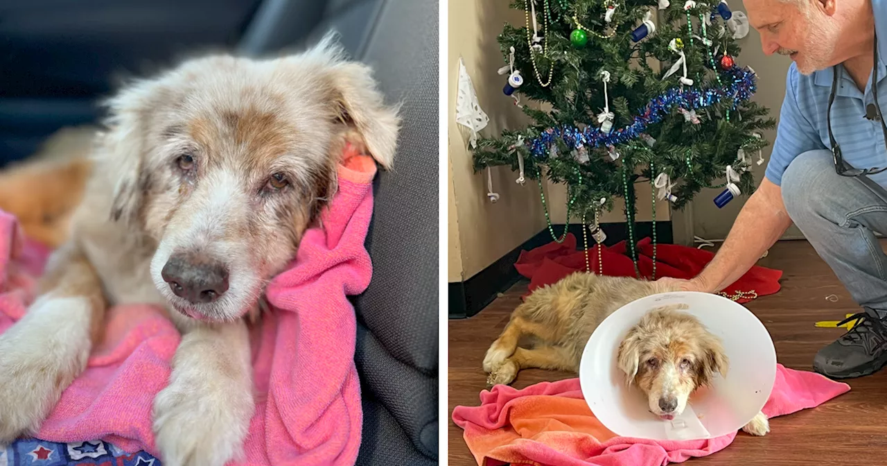 Dog Flees From Home During Fireworks, Found 7 Years Later Over 1000 Miles Away