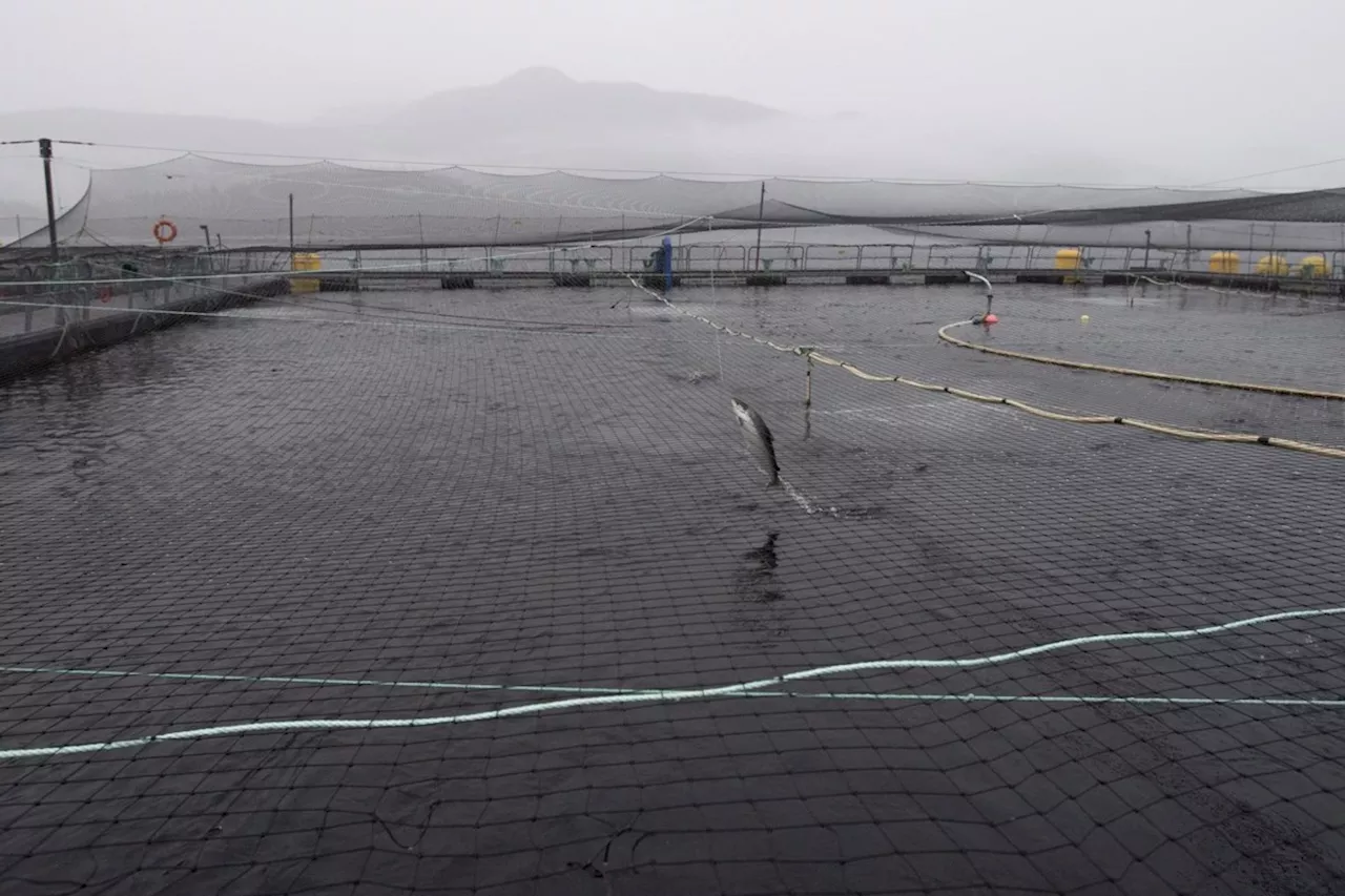 Canadian Government Faces Pressure on B.C. Salmon Farming Future
