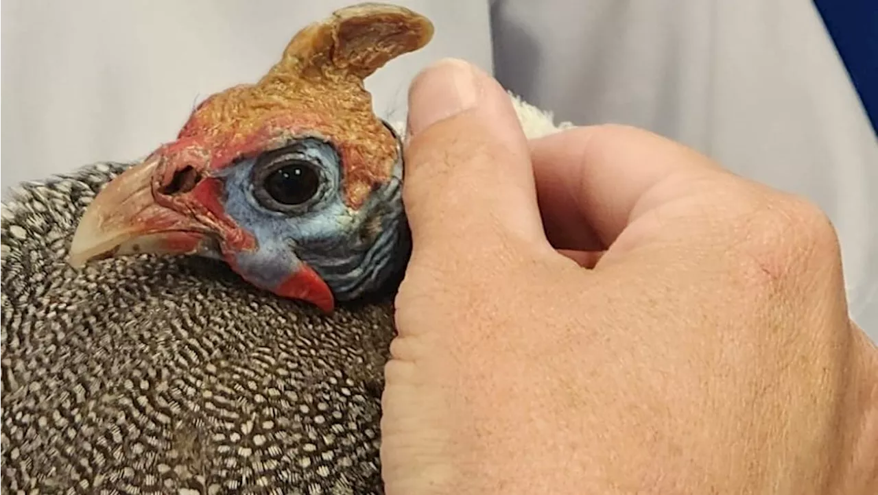 Look: Guinea fowl miraculously survives unlikely ordeal in car grill