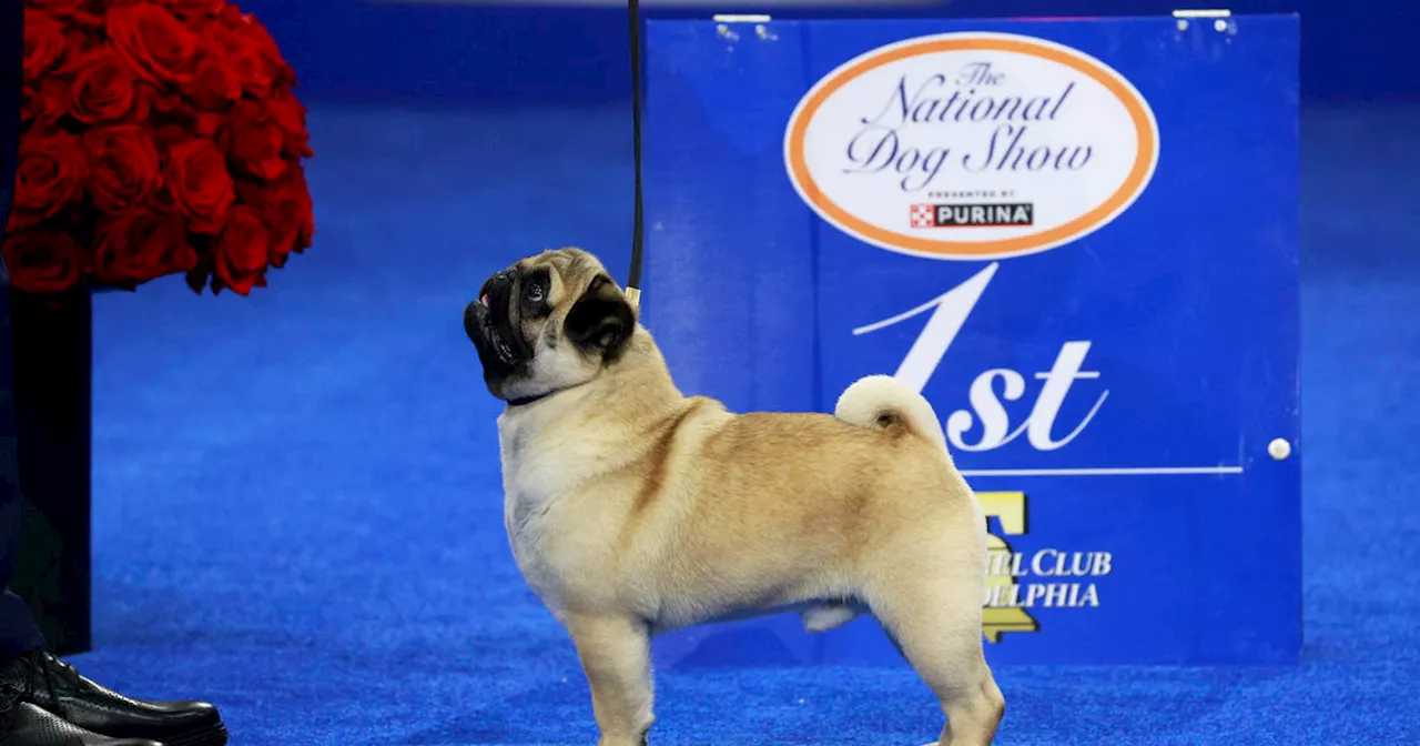 Vito the Pug Takes Top Honor at National Dog Show