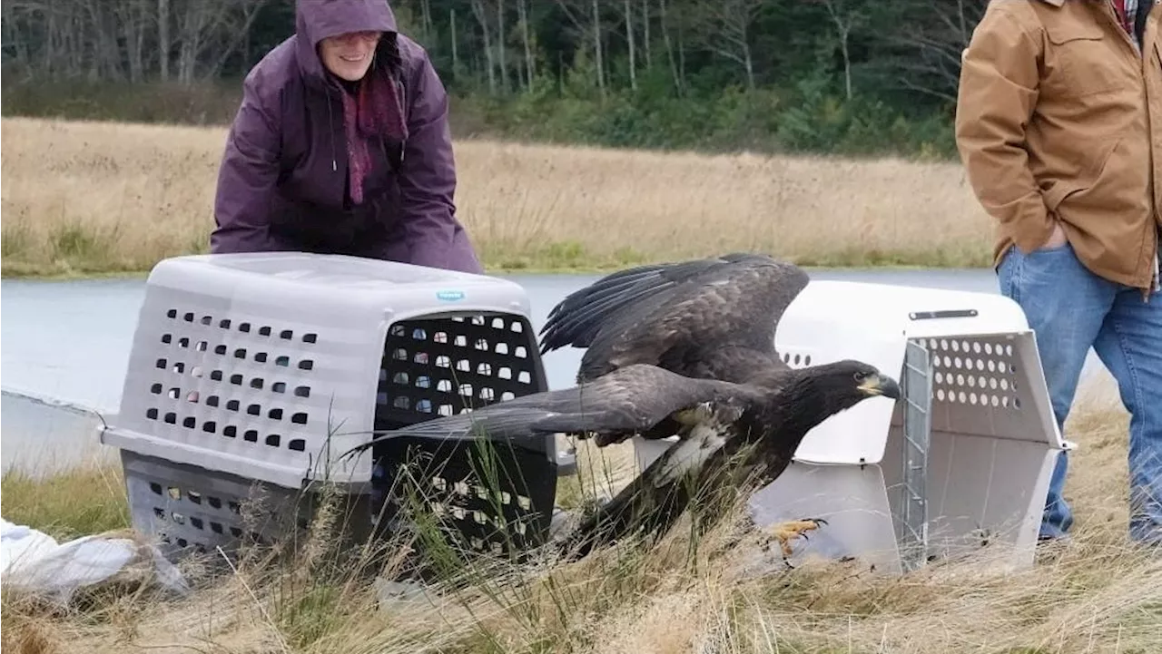 Juvenile Bald Eagles Rejoined Nature After Recovery at Rescue Centre