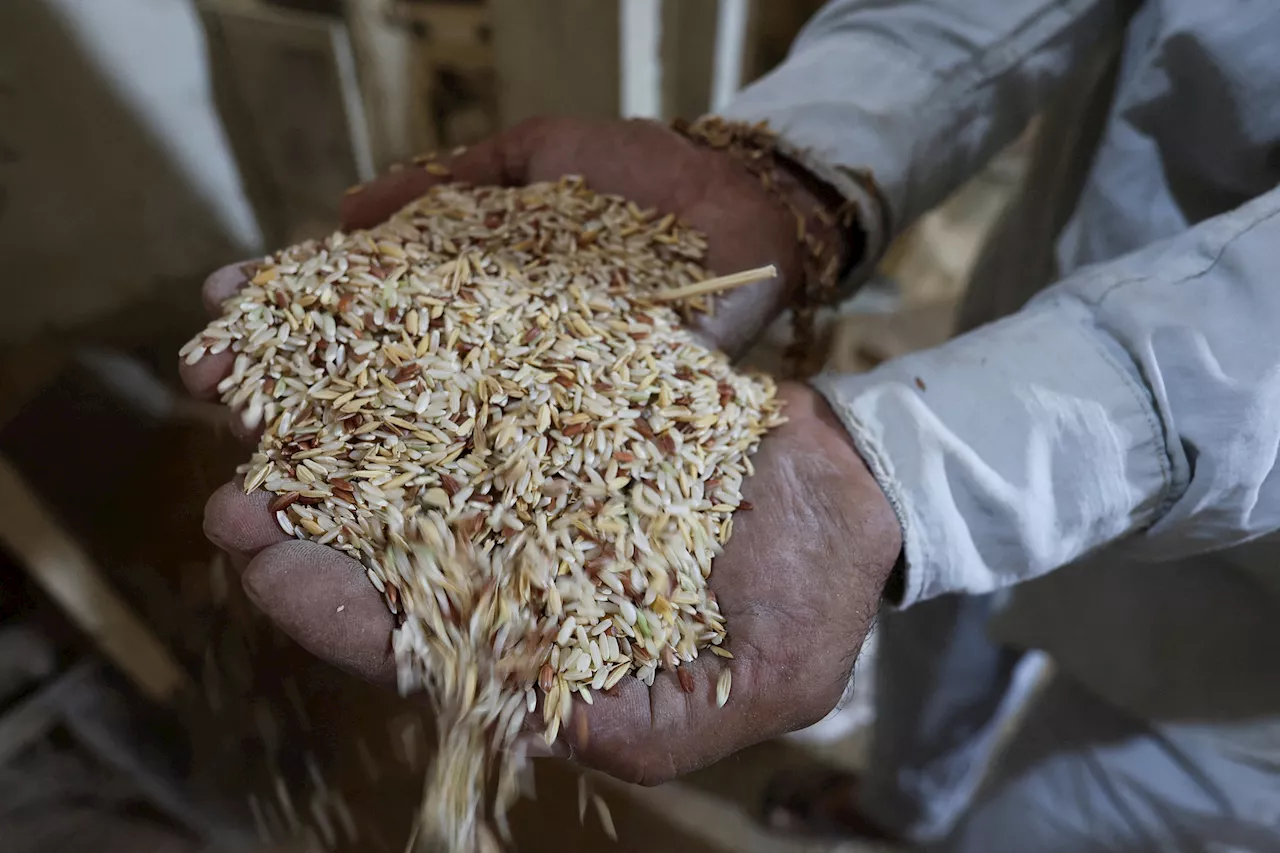 Conab fará leilões de opções de arroz e indica que programa deve atrair interesse