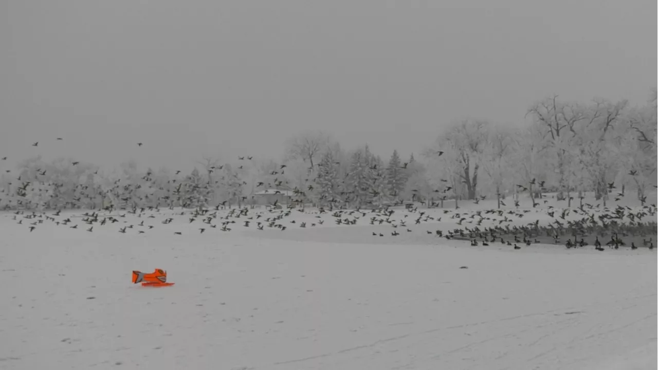 City of Lethbridge launches 'Goosinator' tool to manage waterfowl at lakes