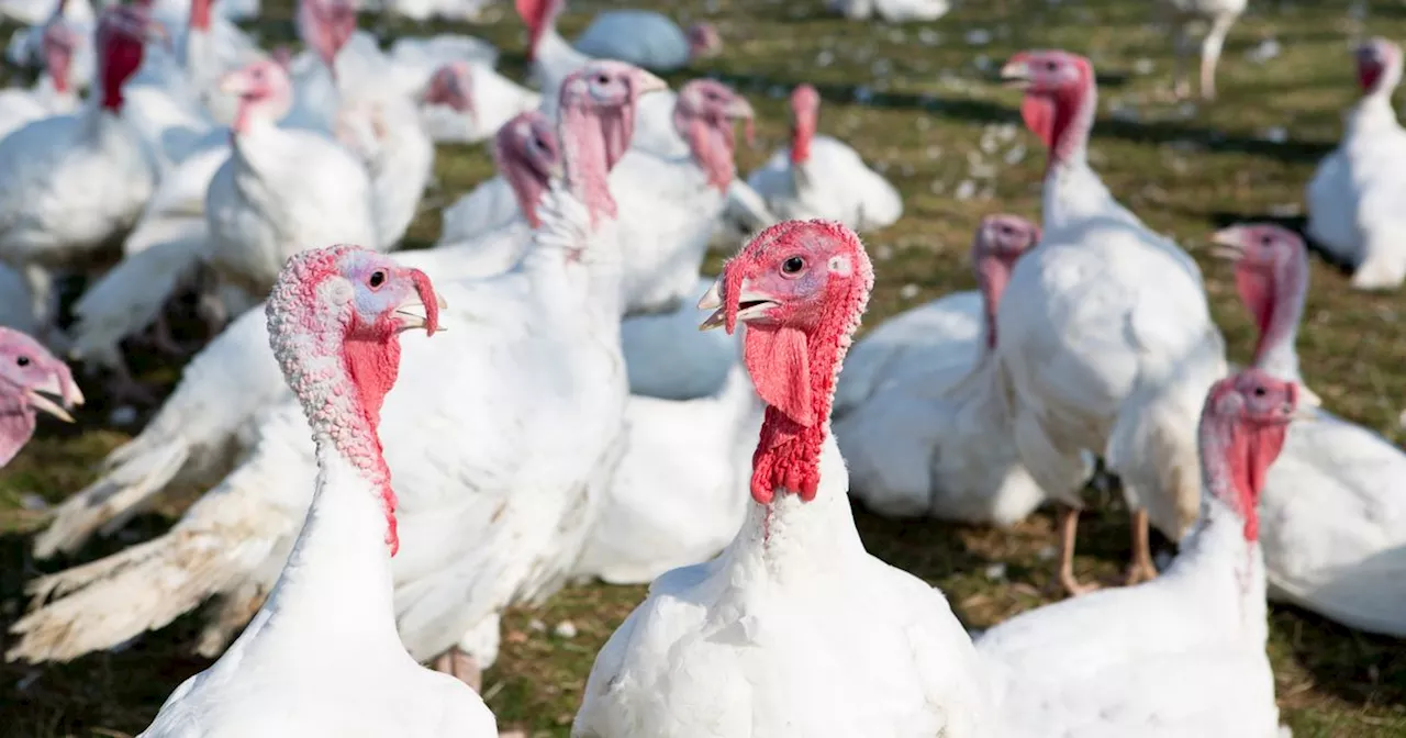 Stirling bird keepers urged by MSP to register flock as new law comes into force