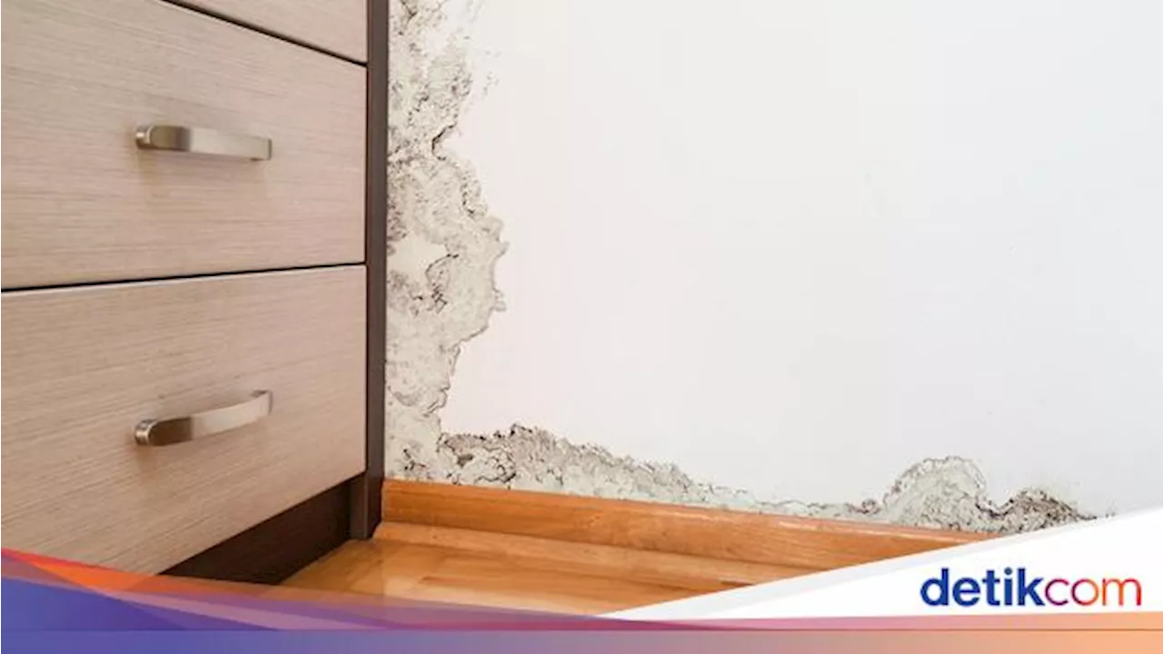 5 Tips Atasi Rumah Lembap Biar Nggak Tumbuh Jamur dan Lumut