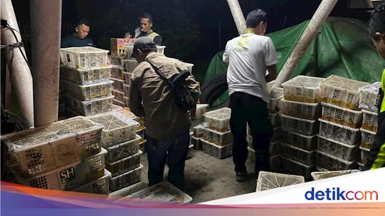 BKSDA Bengkulu-Lampung Gagalkan Penyelundupan 4.354 Burung Liar