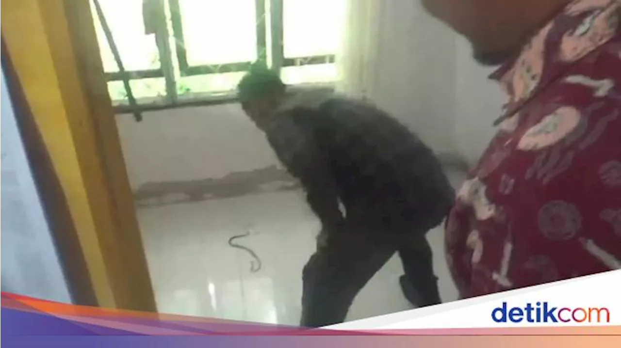 Ngeri! Ular Kobra Masuk Celana Ketua PPK saat Rapat Pleno Pilkada