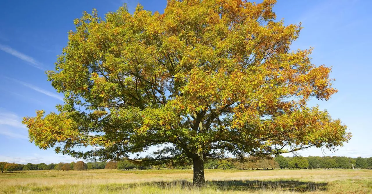 Der Herbst 2024 war wieder viel zu warm