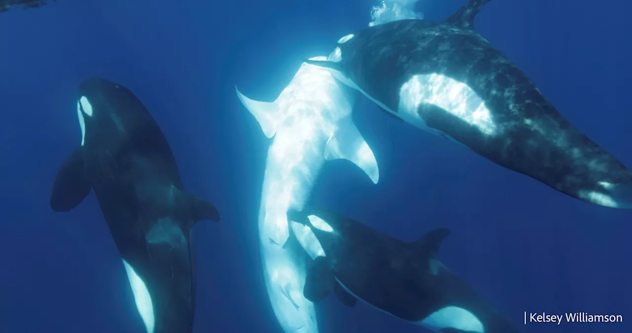 Killer Whale Pod Members Team Together When Hunting Whale Sharks