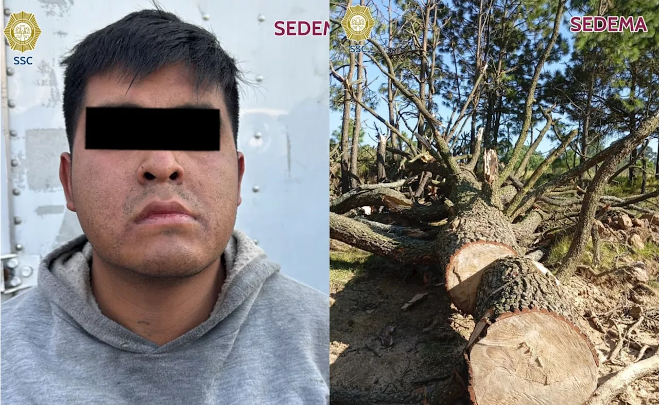 Detienen a hombre que talaba arboles endémicos en Milpa Alta; operativo busca combatir delitos contra el medio ambiente