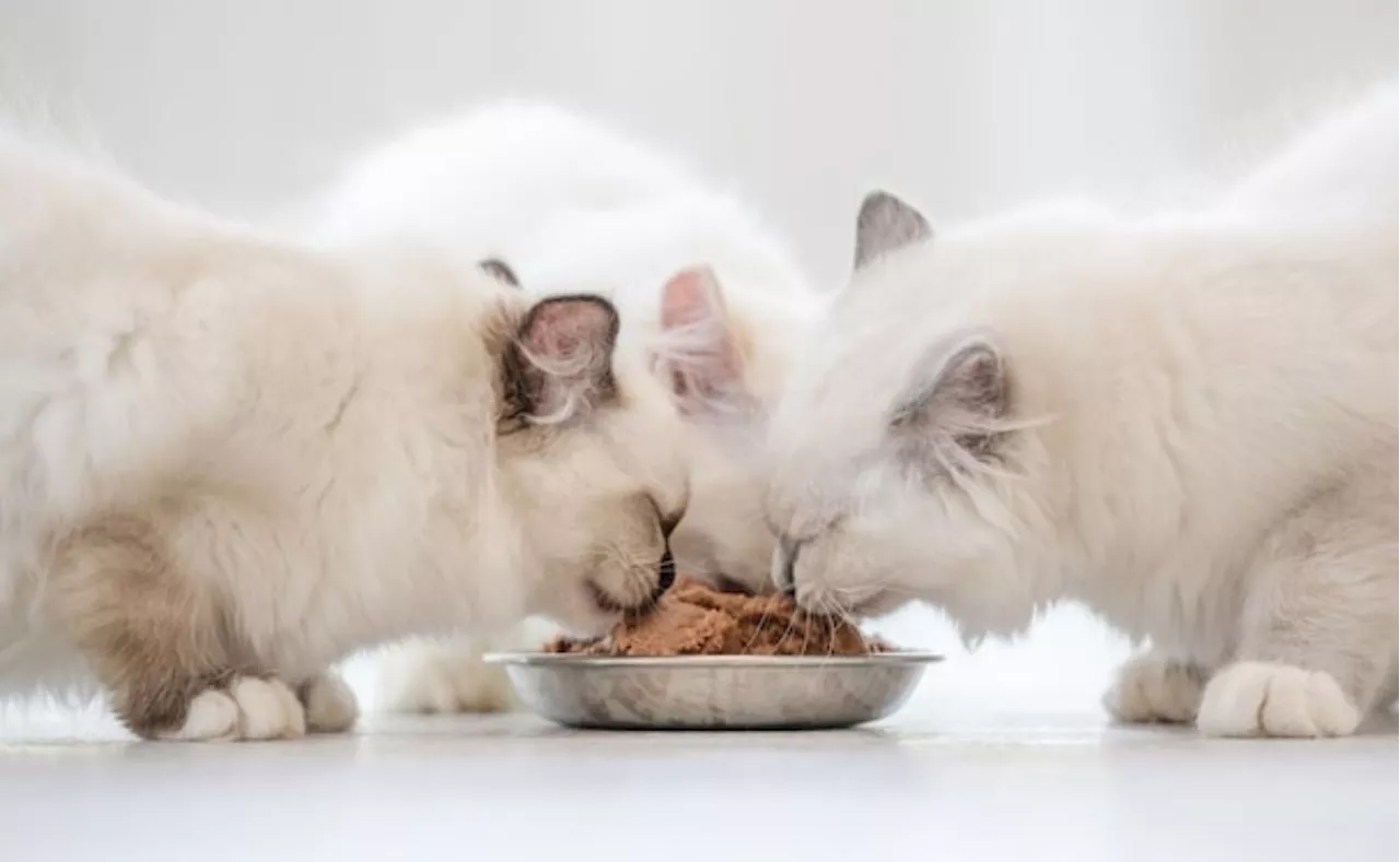 ¿Qué tan saludable es la comida húmeda para los gatos? Respuesta de una experta en cuidados felinos