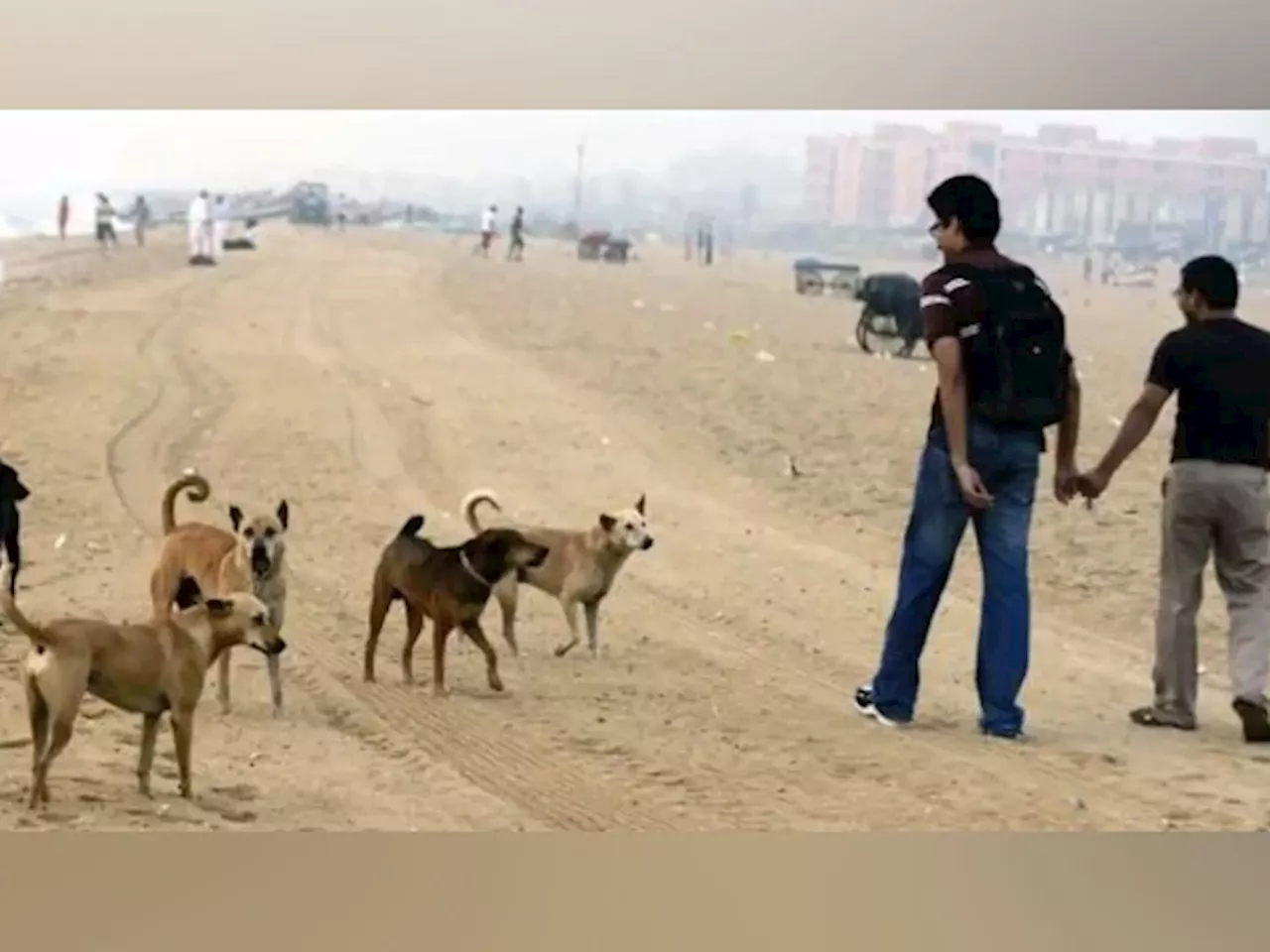 کراچی؛گلشن معمار میں سگ گزیدگی کے بڑھتے واقعات سے شہریوں میں خوف و ہراس