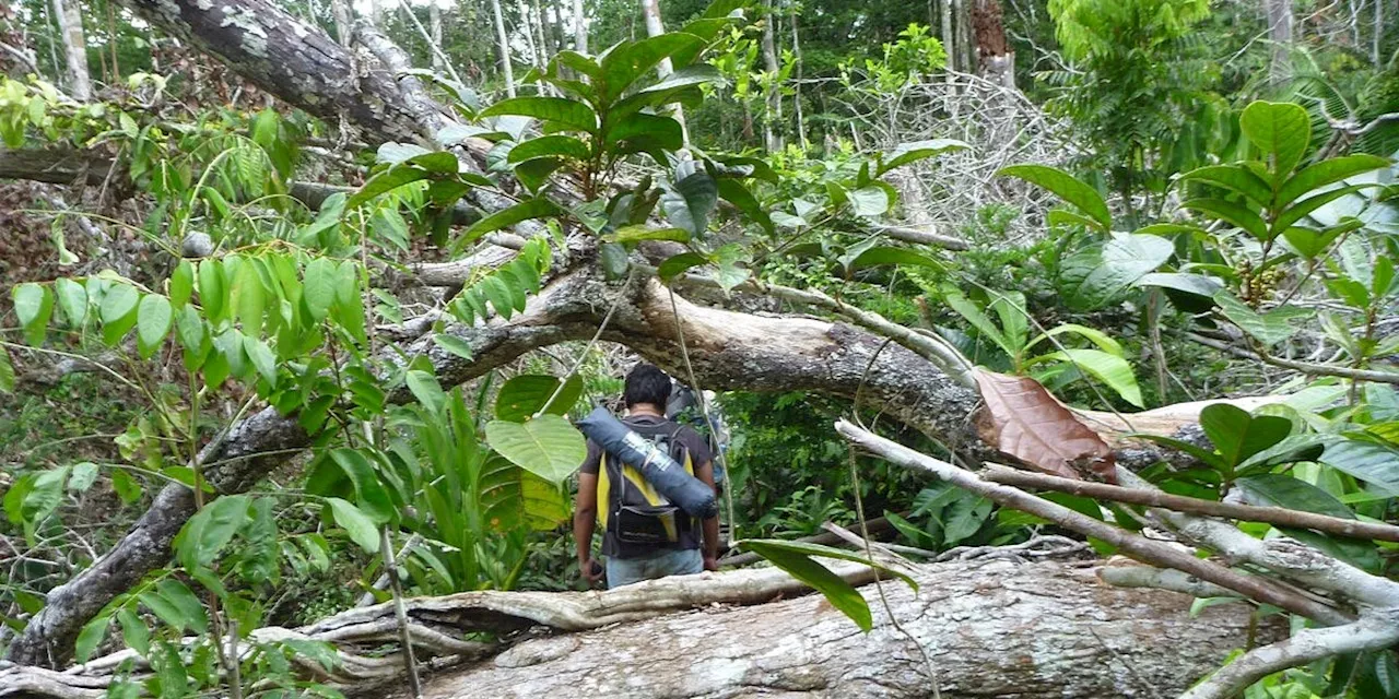 Regenwald: In Amazonien mehren sich zerstörerische Stürmen