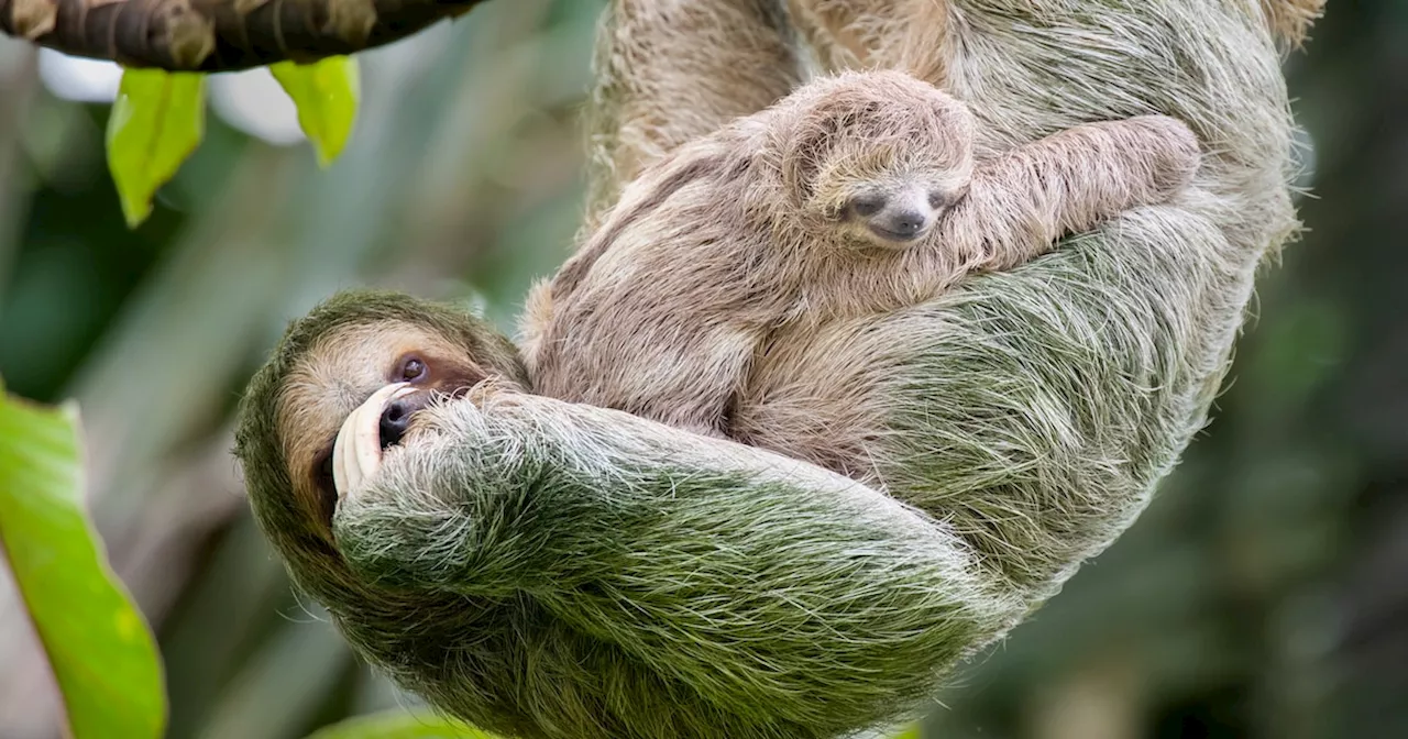 Süßer Nachwuchs im Zoo: Faultierbaby in Dresden geboren