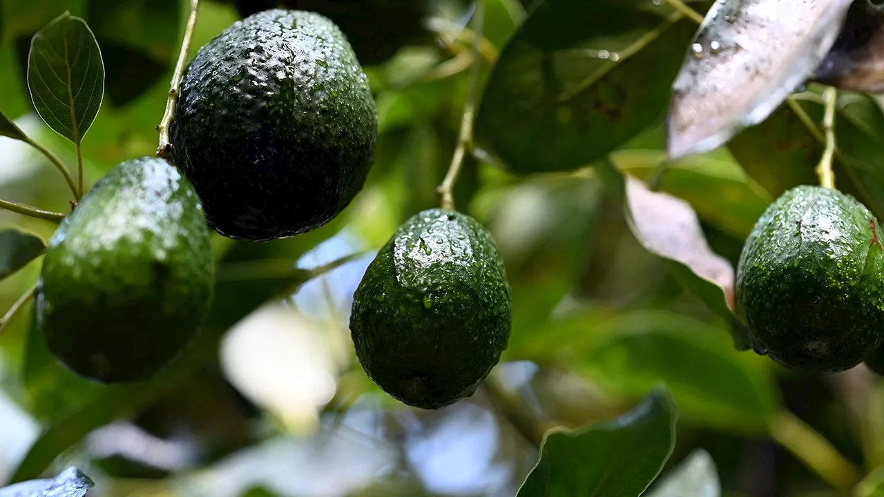 Trump's Proposed Tariffs Policies Stir Concern Among Mexican Avocado Growers and Tequila Producers