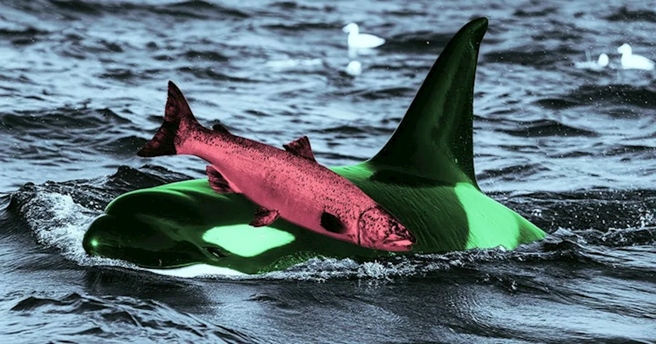 Scientists Baffled by Orcas Wearing Dead Salmon as Hats