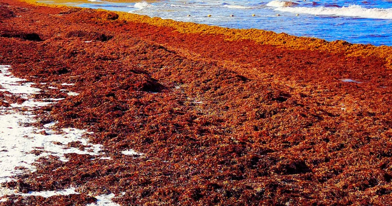 Scientists Converting Cars to Run on Invasive Seaweed